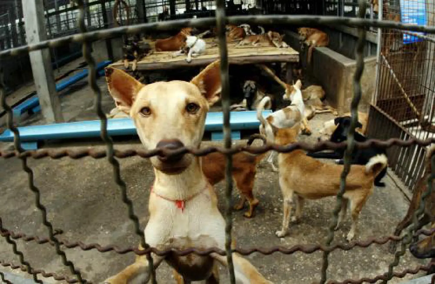Dog smugglers jailed and fined after 1,200 dogs die Dog smugglers jailed and fined after 1,200 dogs die
