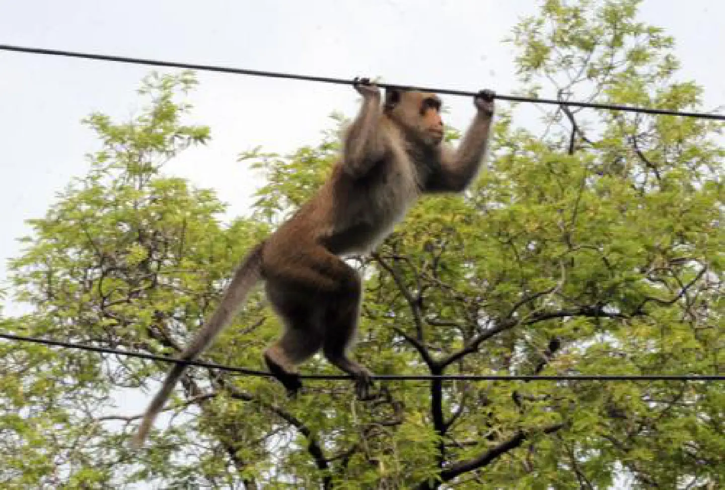 Monkey on the run eludes zoo officials Monkey on the run eludes zoo officials