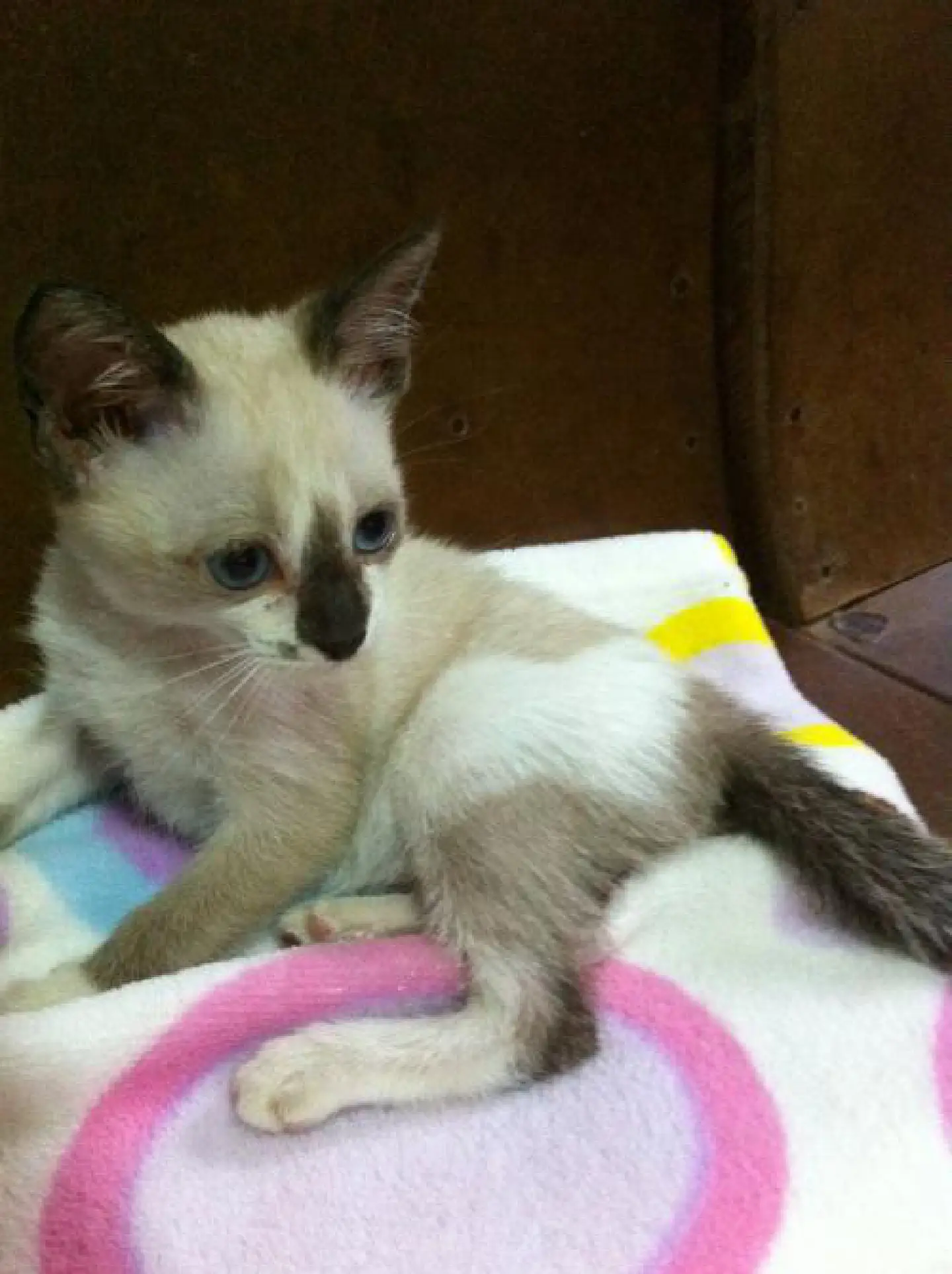Helping the helpless - foster an animal Helping the helpless - foster an animal
