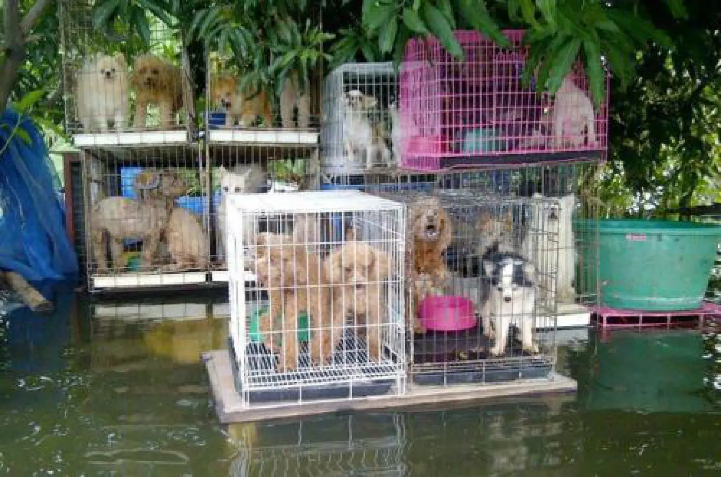 Helping the helpless Helping the helpless