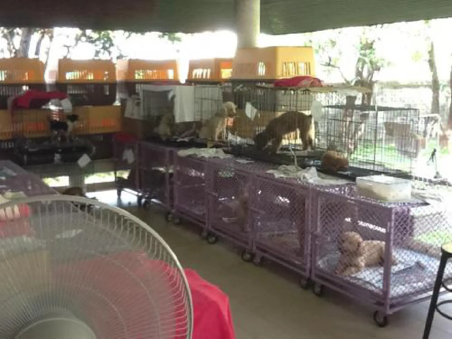 Animal-rescuing volunteers call for donations Animal-rescuing volunteers call for donations