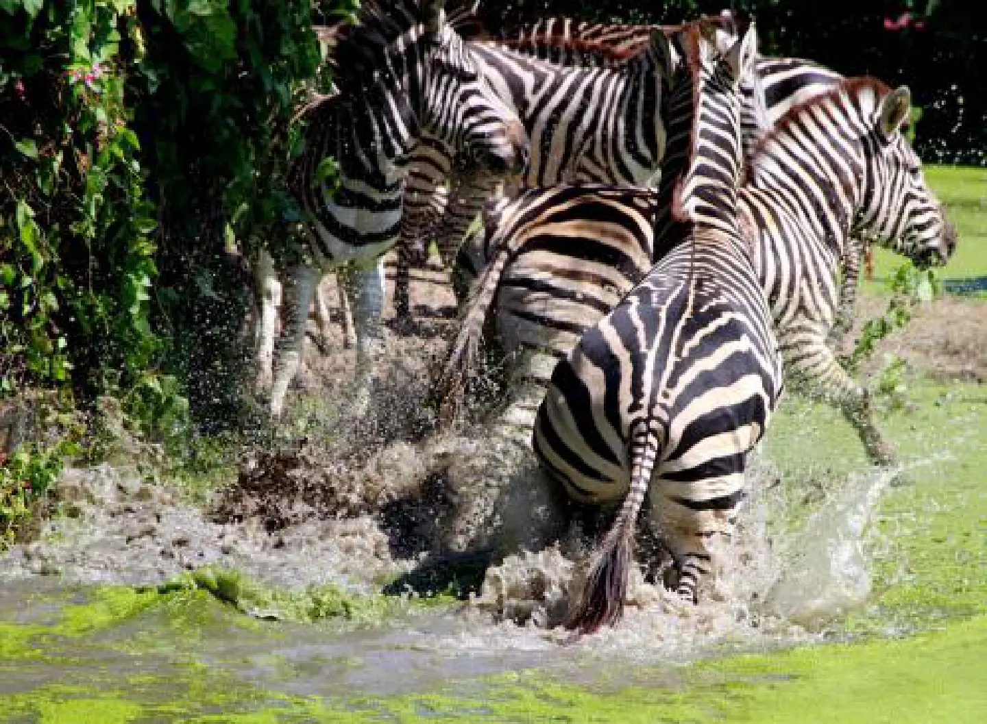 Animals in danger as Safari World submerged