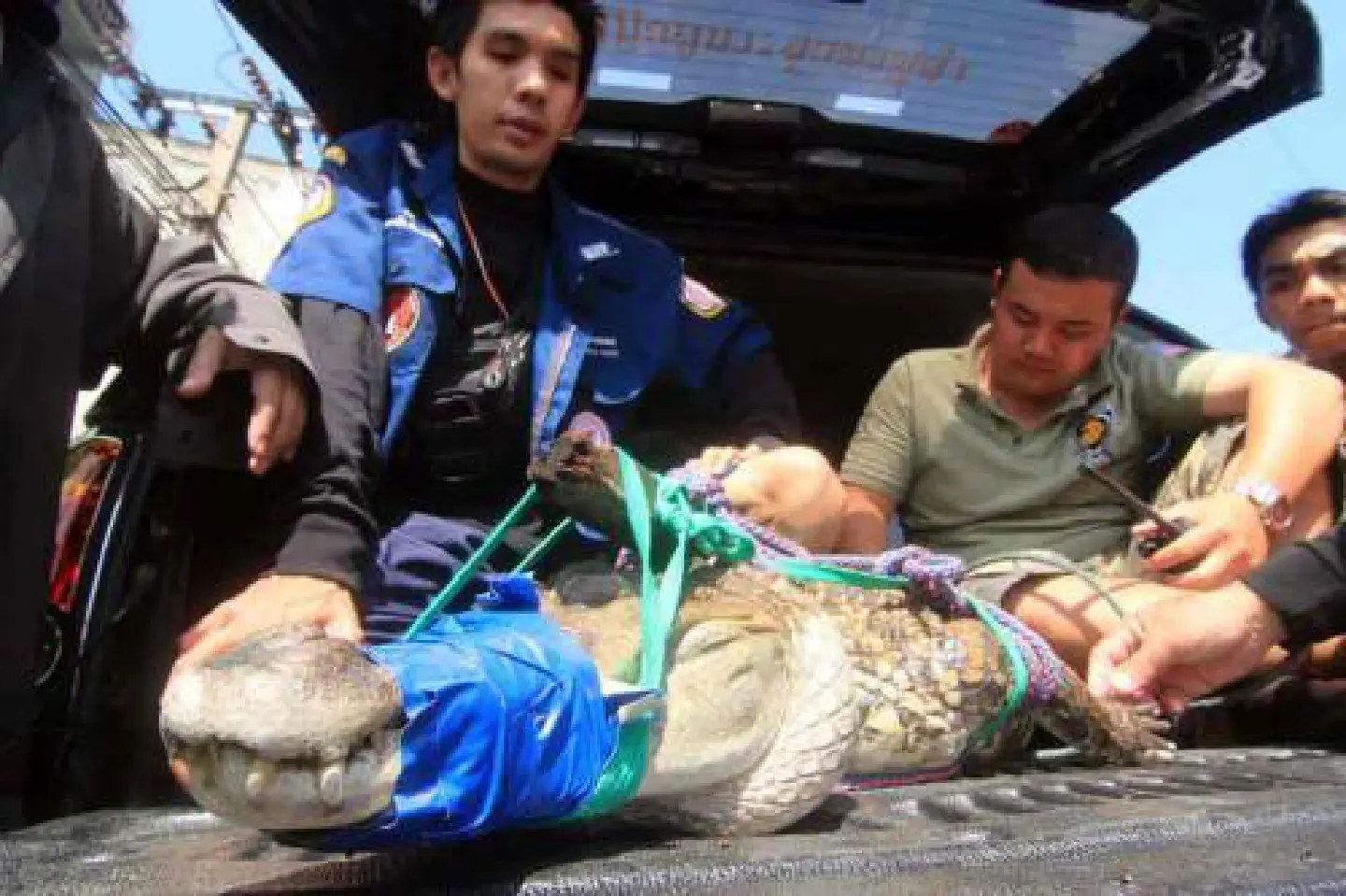 Crocodile rumours run wild during floods