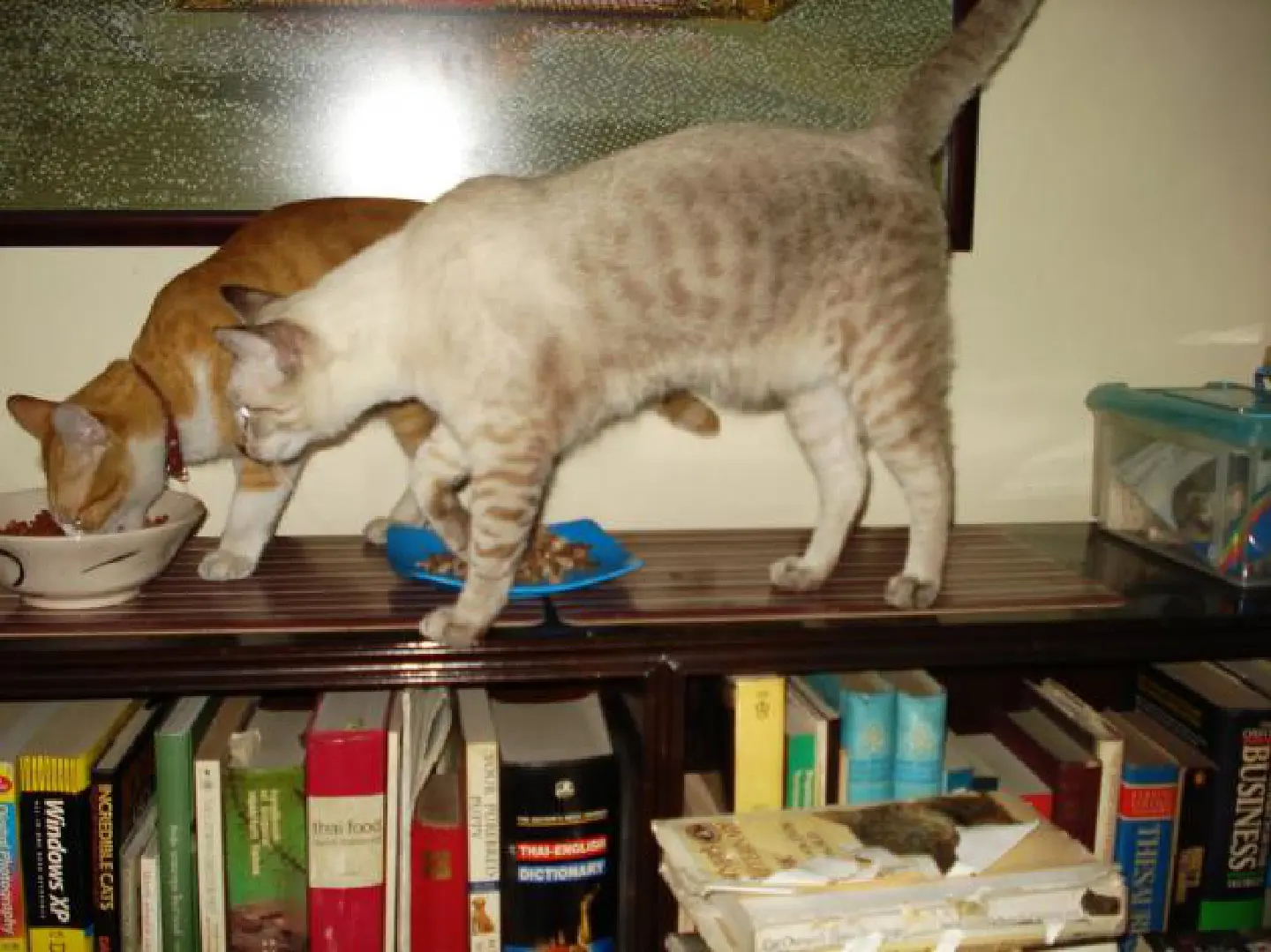 When cats take the plunge When cats take the plunge