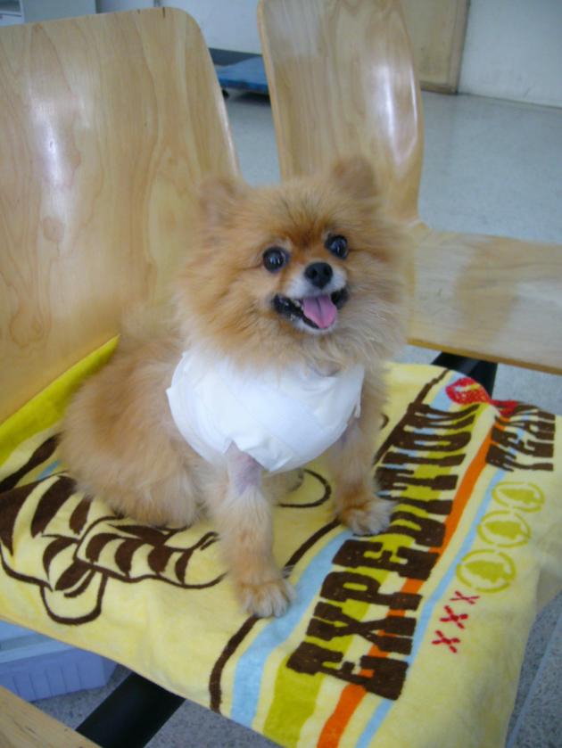 An underdog who is still a top dog