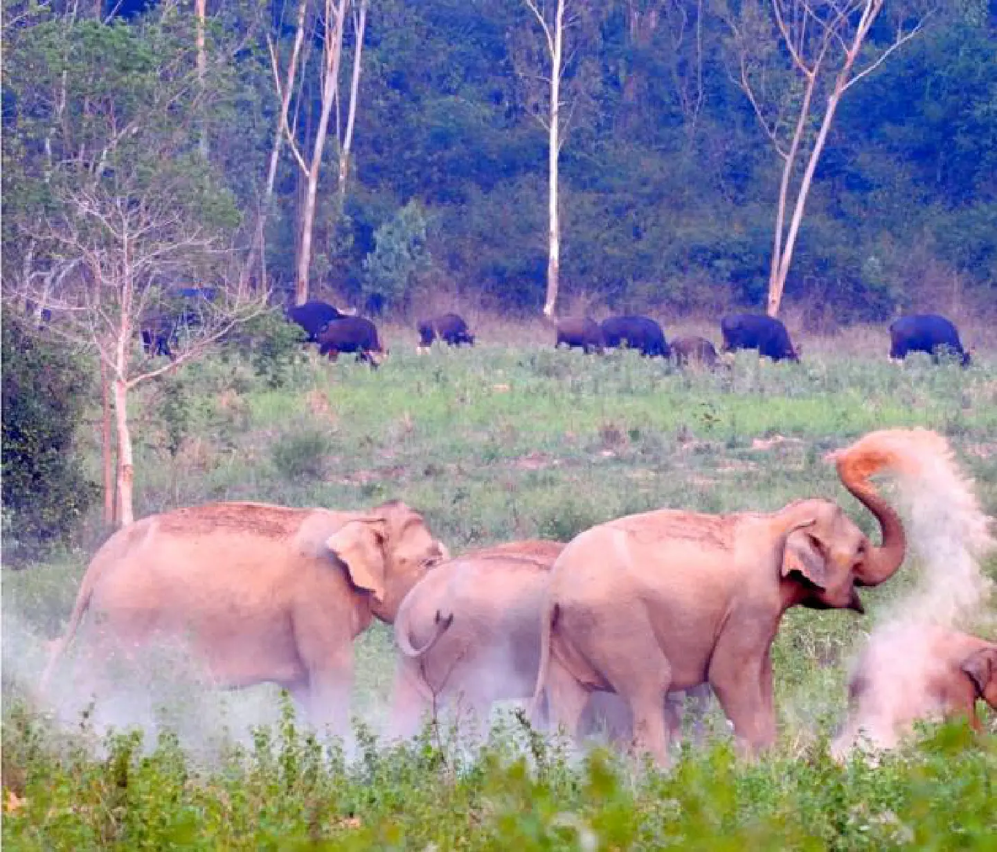 Trench to protect wild elephants Trench to protect wild elephants