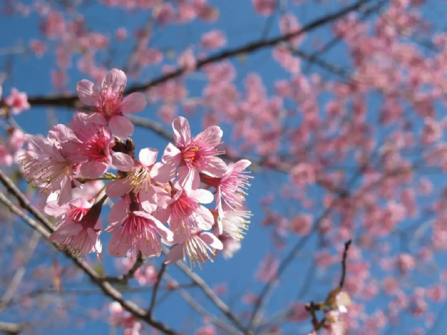 Chilling out in Meng Rai's city