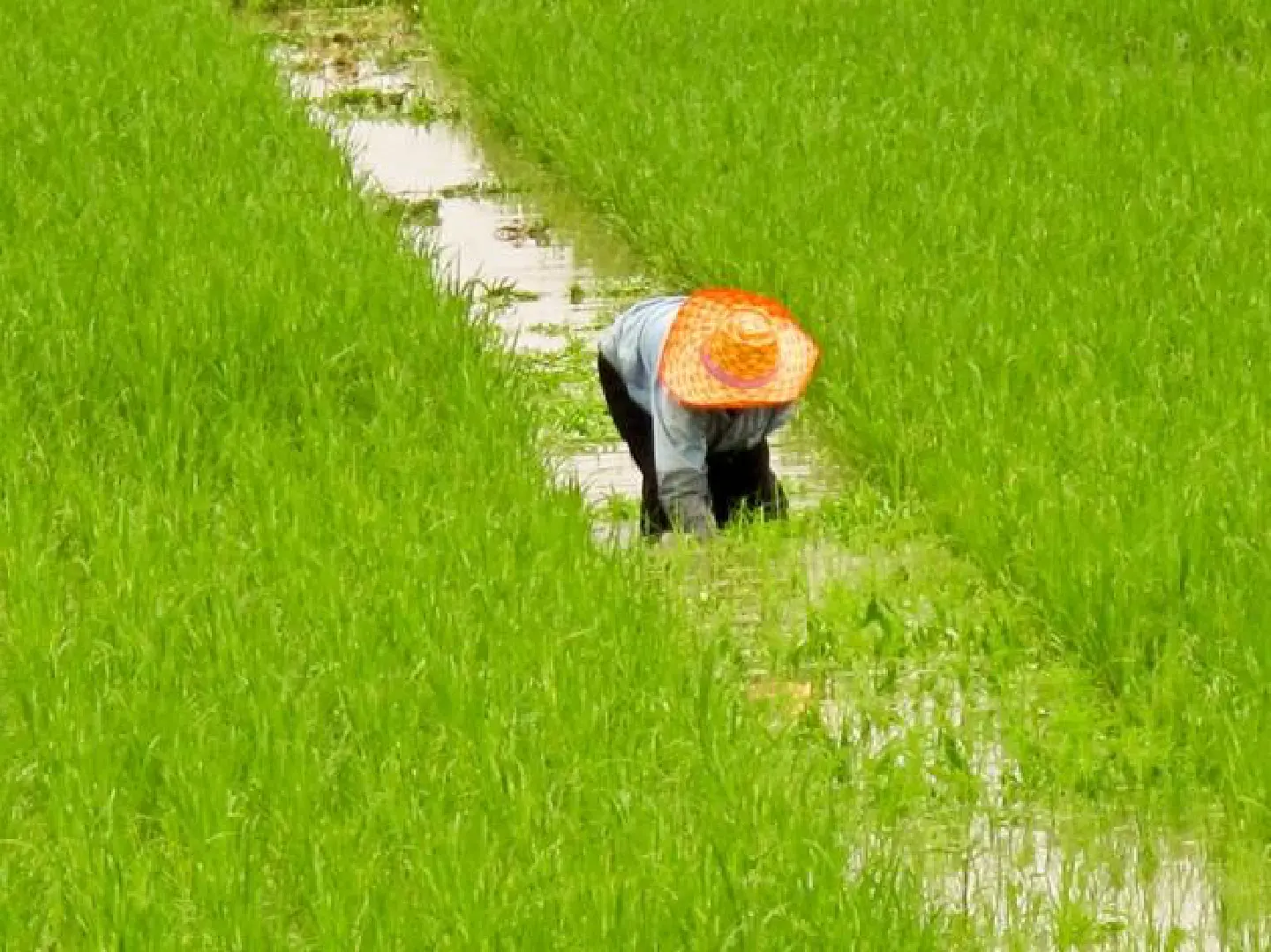 Govt plans second-crop rice pledging scheme Govt plans second-crop rice pledging scheme