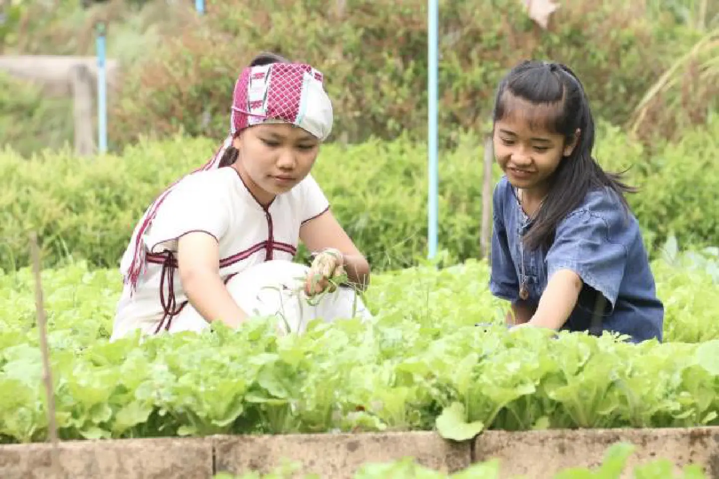 Honda network draws on student power for conservation projects Honda network draws on student power for conservation projects