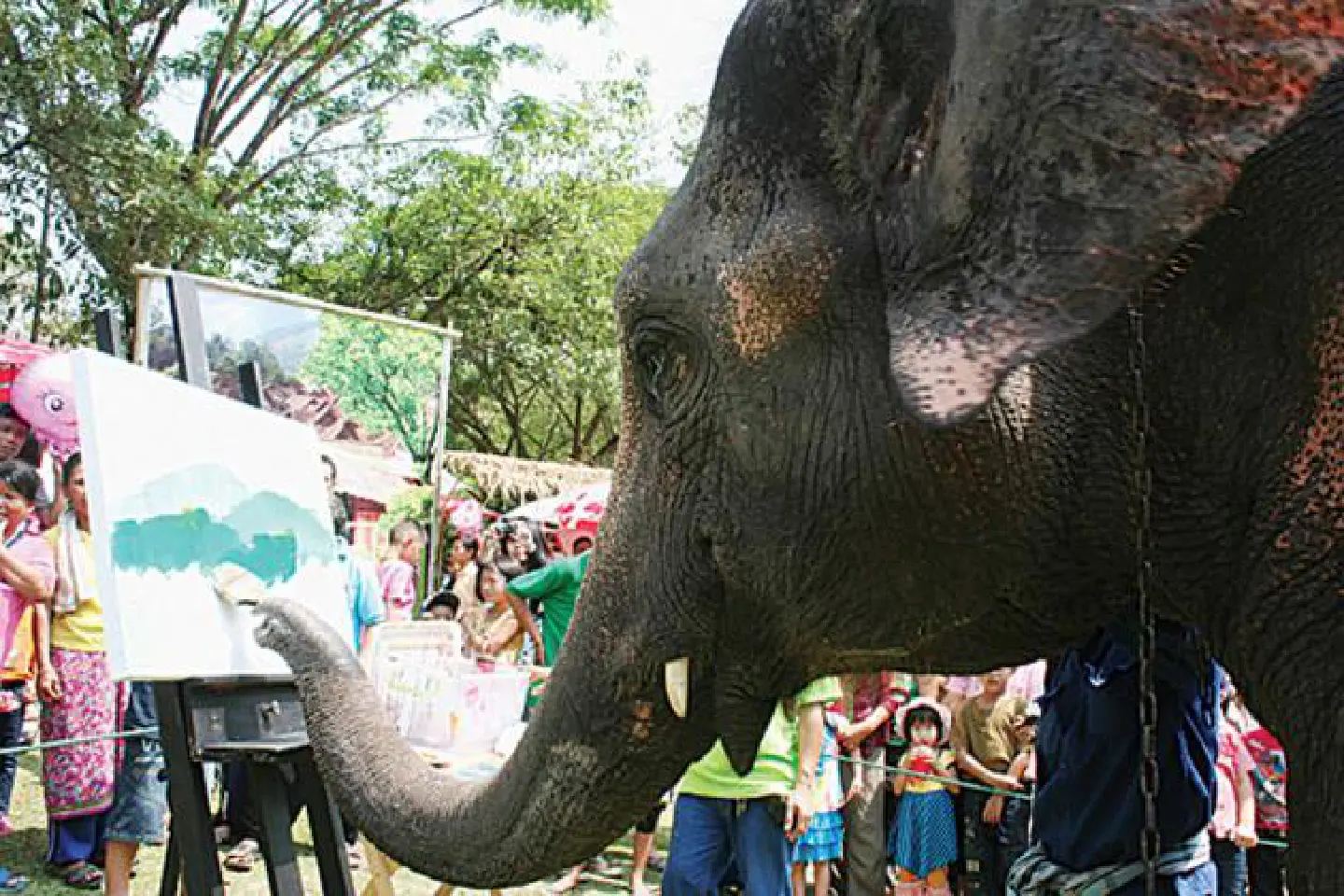 Elephants checked at sites in Phuket Elephants checked at sites in Phuket