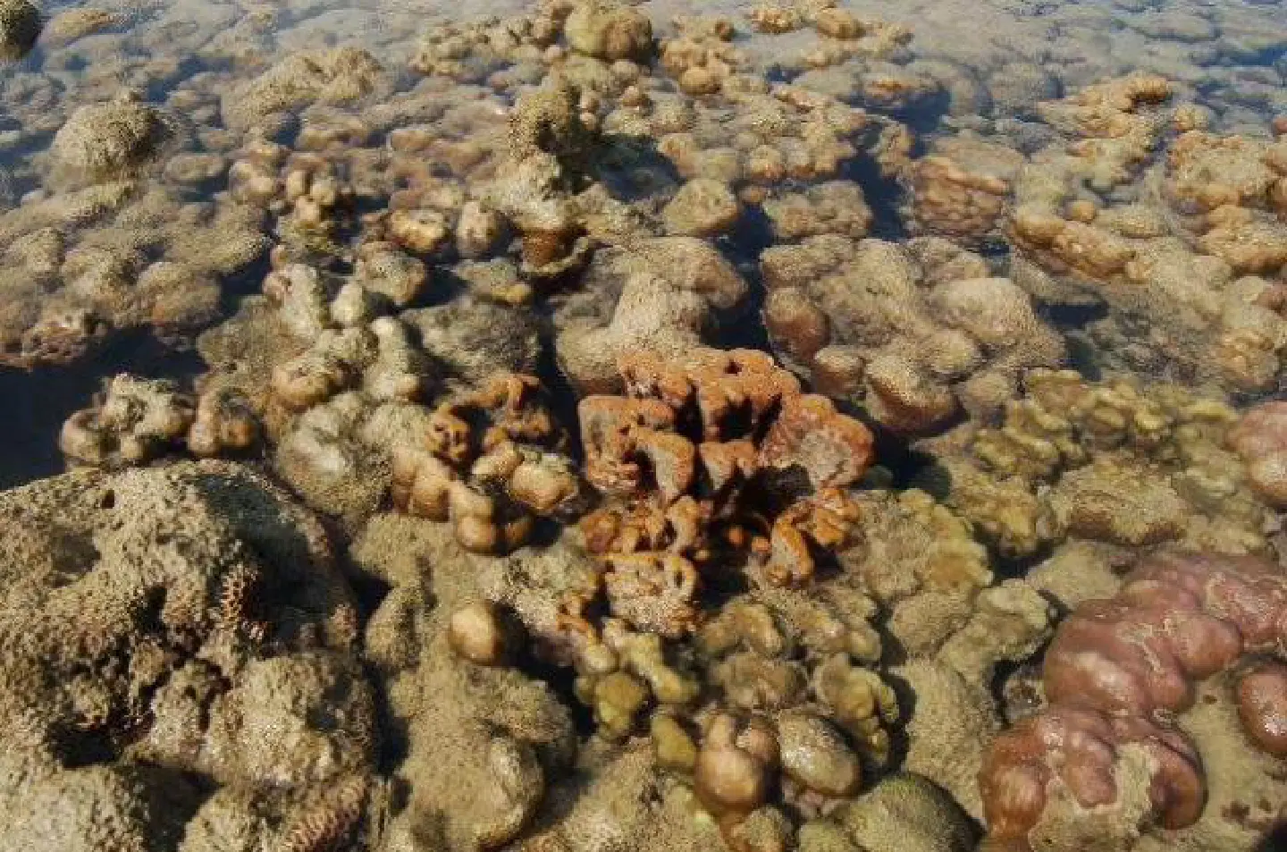 A third of coastal reefs destroyed by sediment