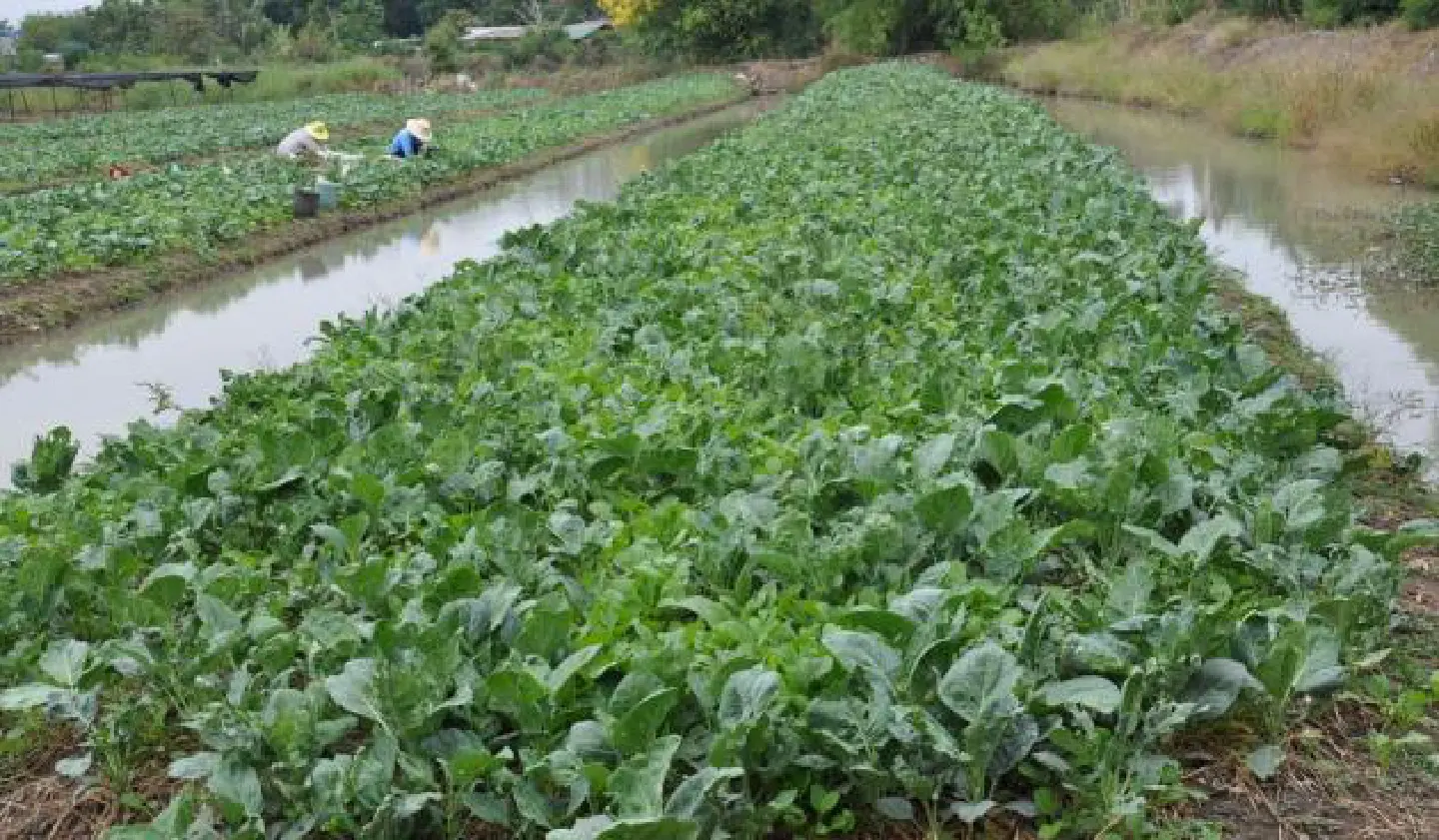 Kingdom to be Asean centre for Terragro production, export Kingdom to be Asean centre for Terragro production, export