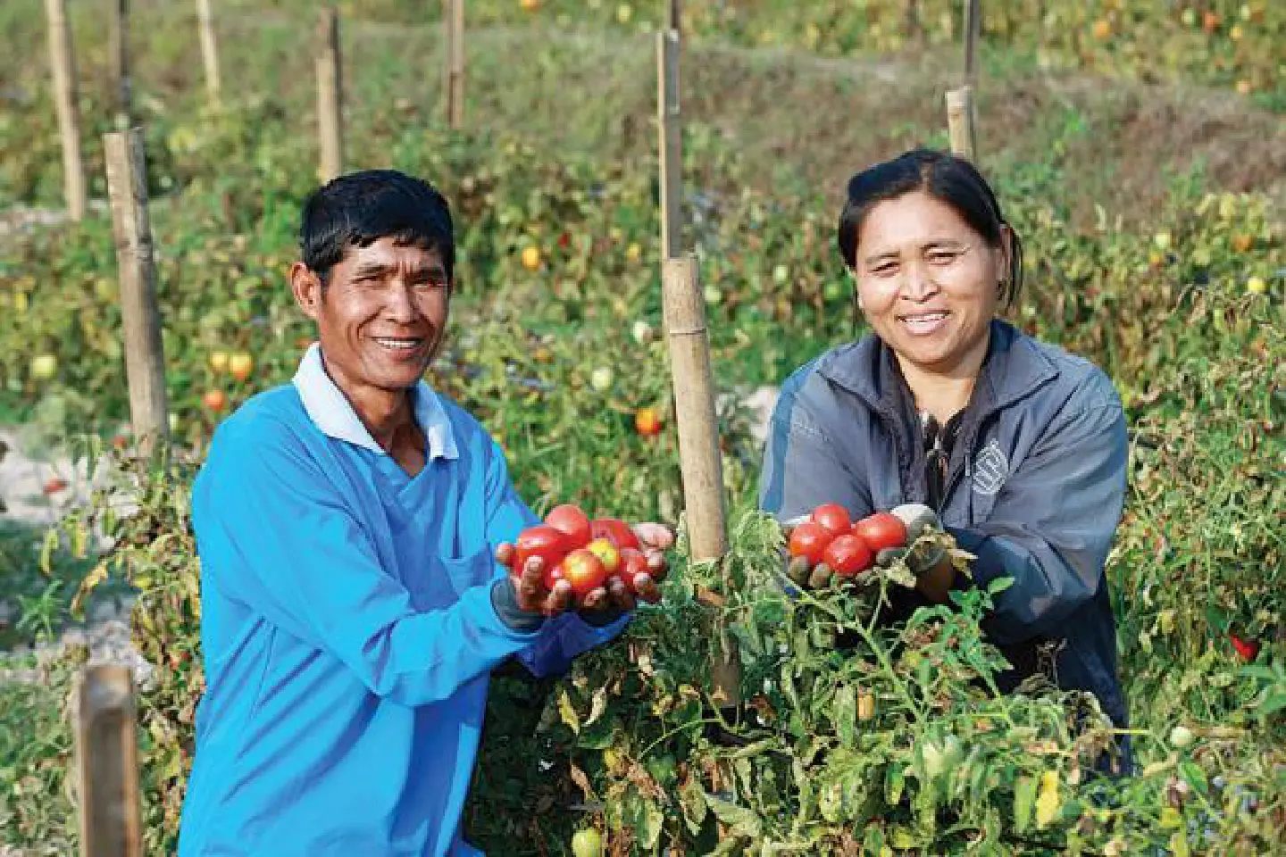 Tomato farmers gain from Doi Kham, T-Holding partnership