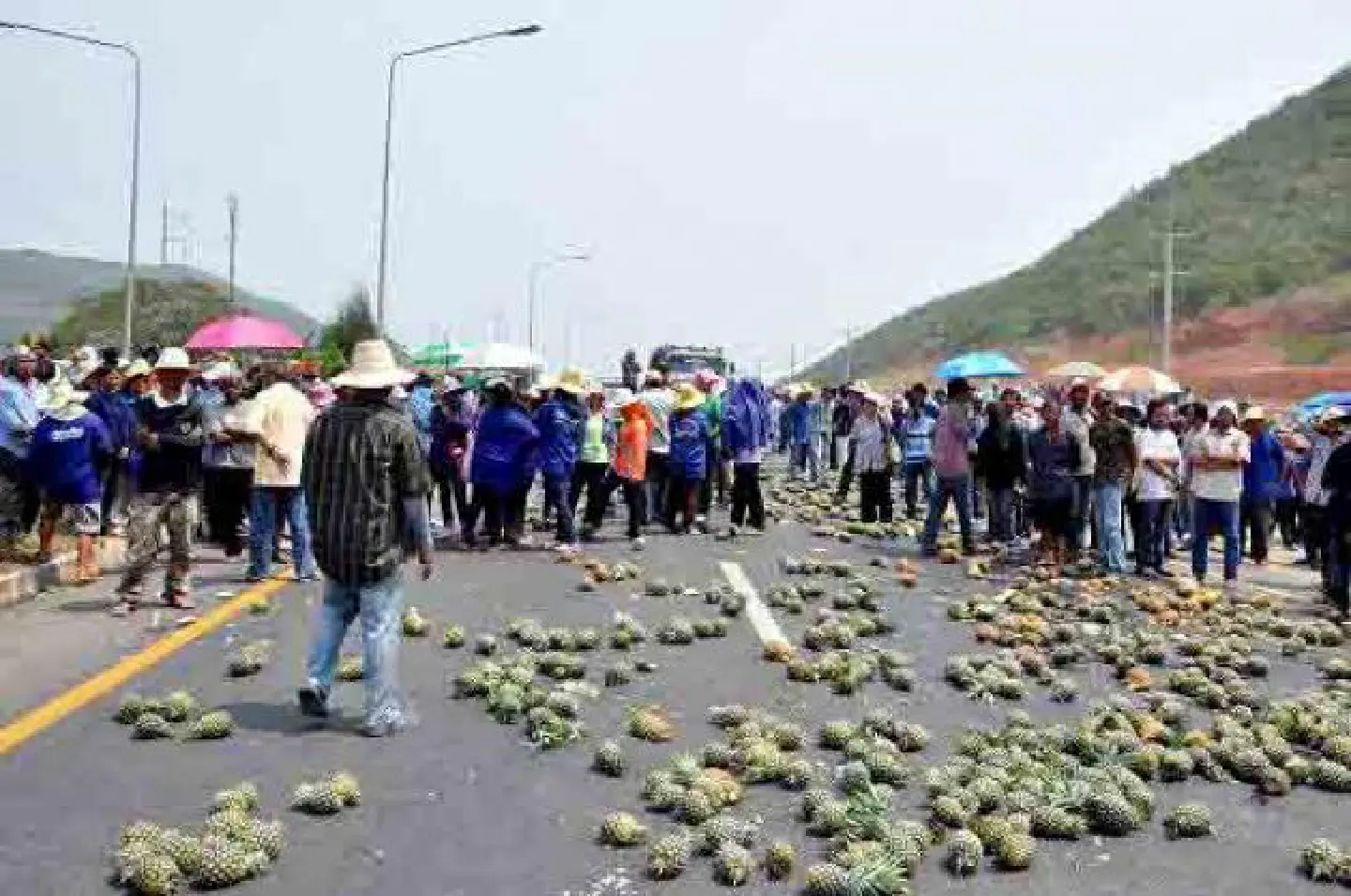 Pineapple growers block roads in protest Pineapple growers block roads in protest