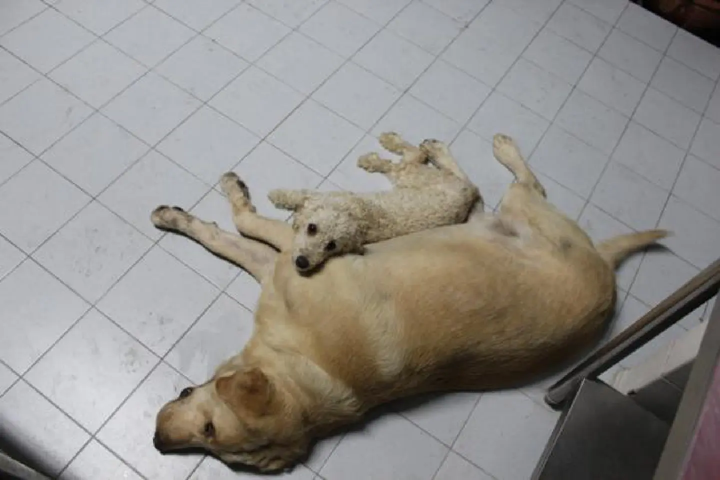 Stomach problems strike a hungry dog Stomach problems strike a hungry dog