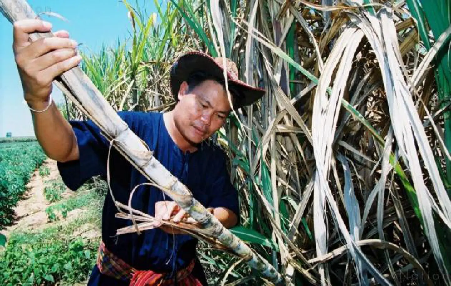 Thailand's sugar output to exceed 10bn kilo Thailand's sugar output to exceed 10bn kilo