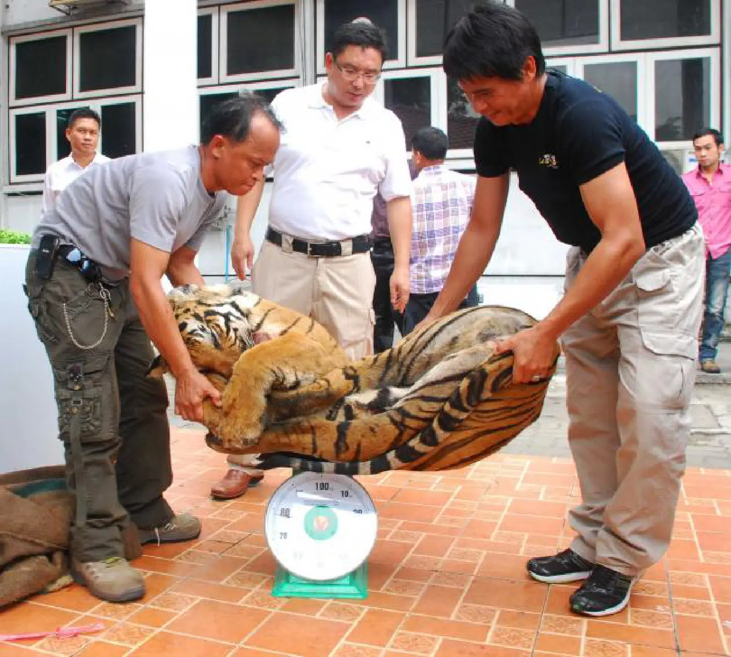 Frozen tiger parts found in wildlife haul Frozen tiger parts found in wildlife haul