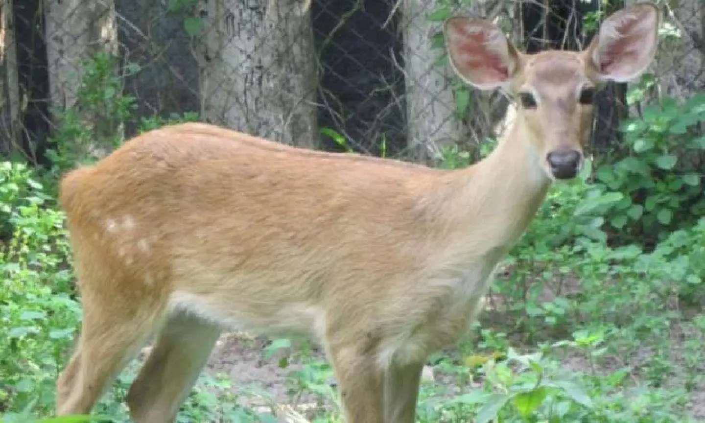His Majesty names IVF fawn 'Rohisrat' His Majesty names IVF fawn 'Rohisrat'