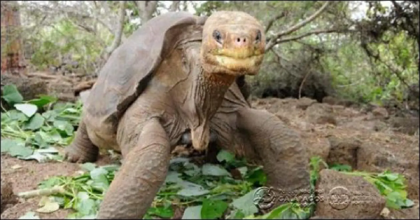 George's death brings extinction to Pinta Island tortoise George's death brings extinction to Pinta Island tortoise