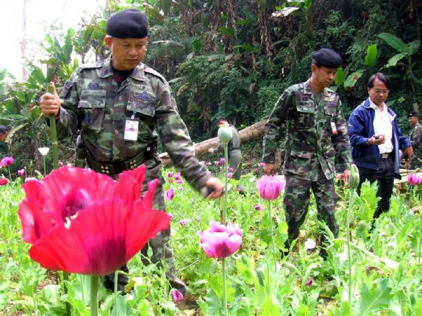 Global illicit drug causes heavy financial burden : UNODC Global illicit drug causes heavy financial burden : UNODC