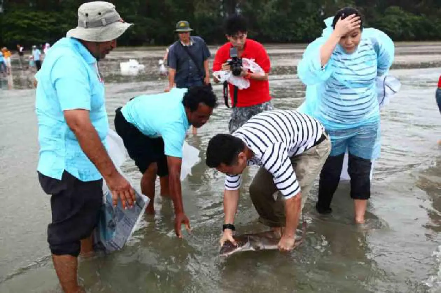 Siam Ocean World helps restore cat shark population Siam Ocean World helps restore cat shark population