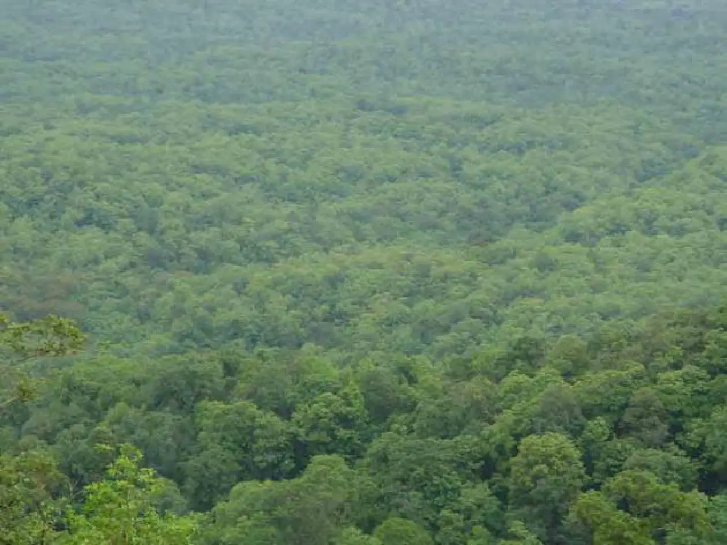 Special bonds proposed to fund reforestation Special bonds proposed to fund reforestation