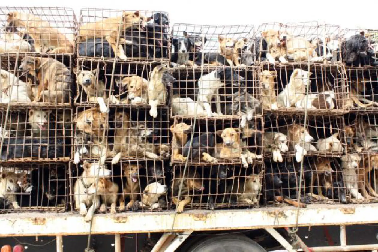 700 dogs rescued from smugglers 700 dogs rescued from smugglers