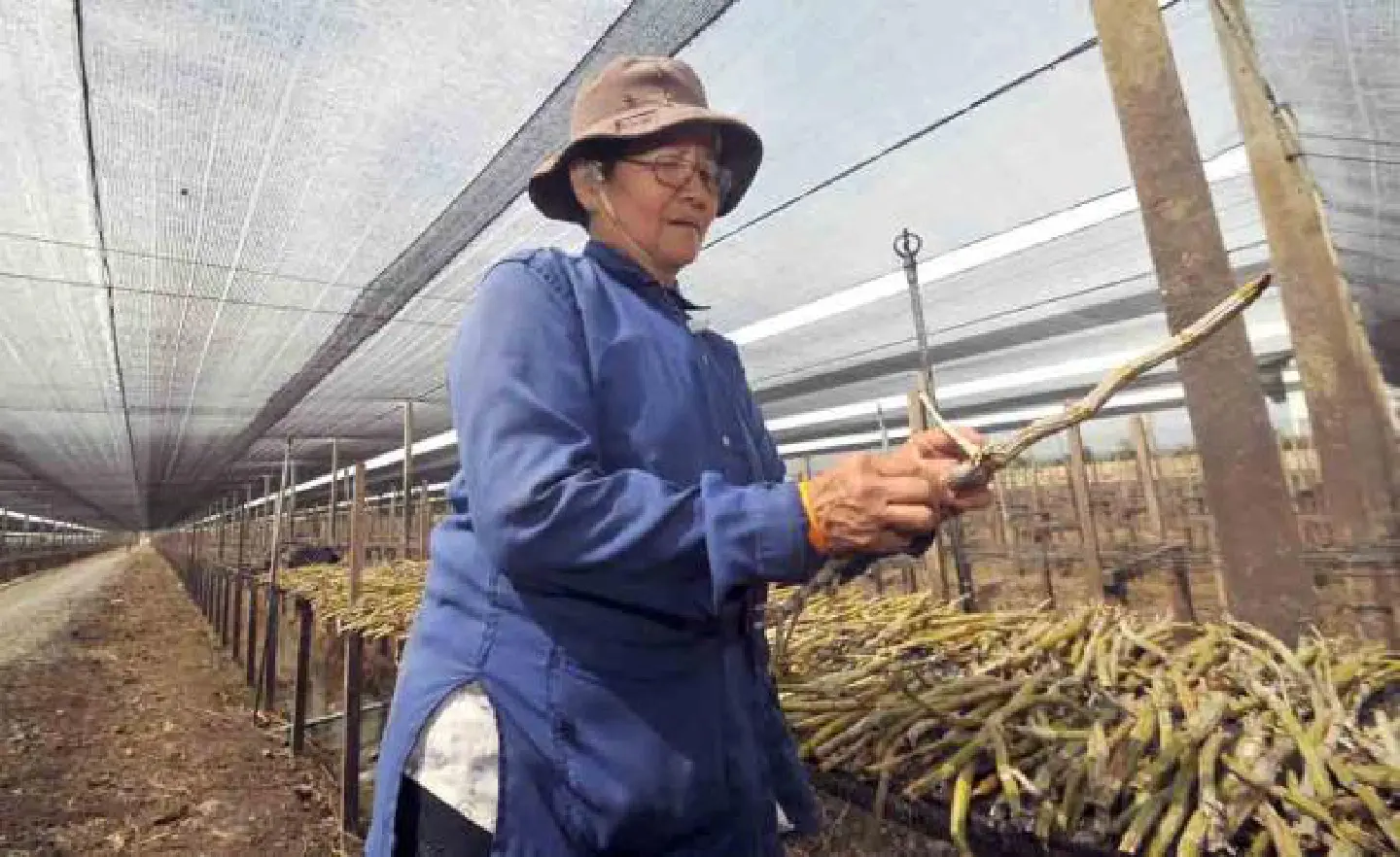 Fearing more floods, Nakhon Pathom farmers make changes Fearing more floods, Nakhon Pathom farmers make changes