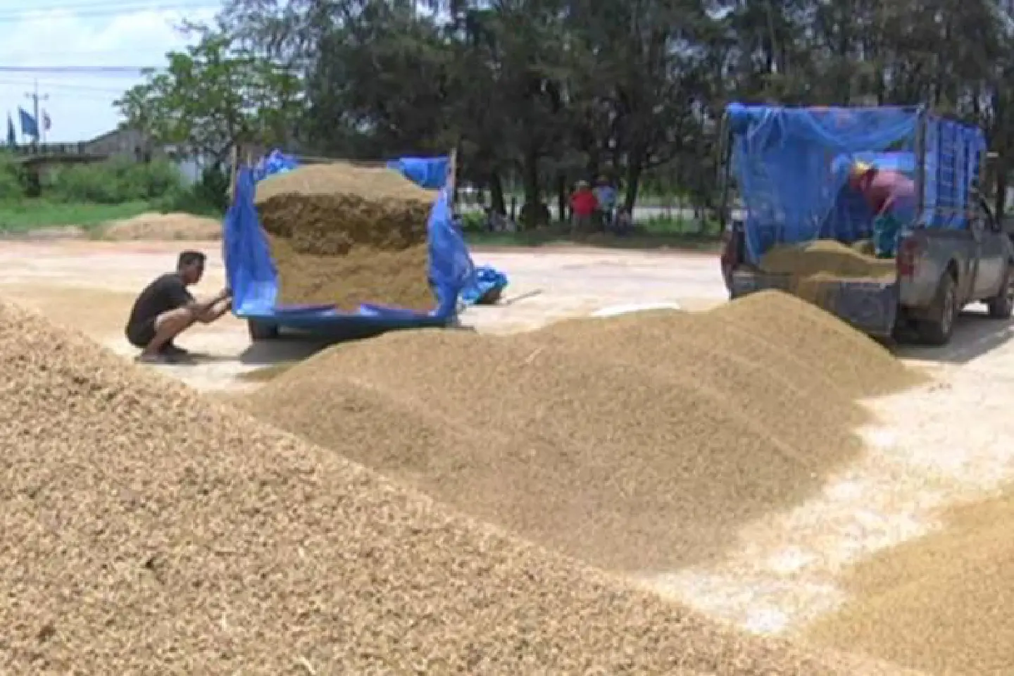 Rice associations, farmers call for urgent review of pledging policy Rice associations, farmers call for urgent review of pledging policy