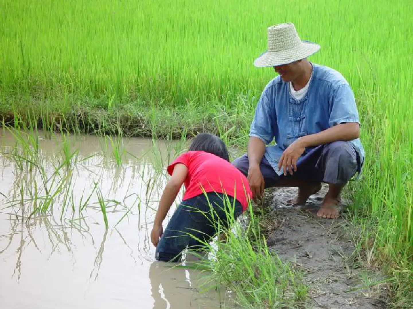 Rice policy drives land claw-back : Special Survey Rice policy drives land claw-back : Special Survey