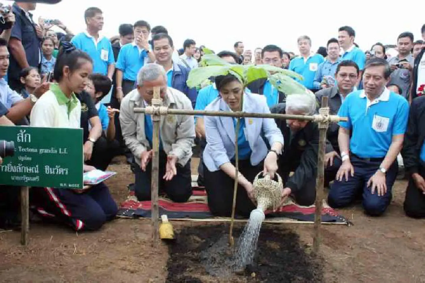 Thailand growing teak trees for Her Majesty Thailand growing teak trees for Her Majesty