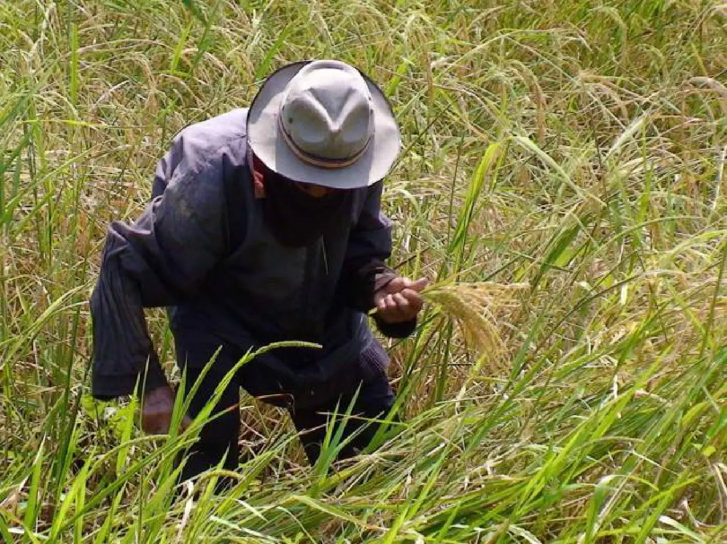 No US officials due over thai rice scheme No US officials due over thai rice scheme