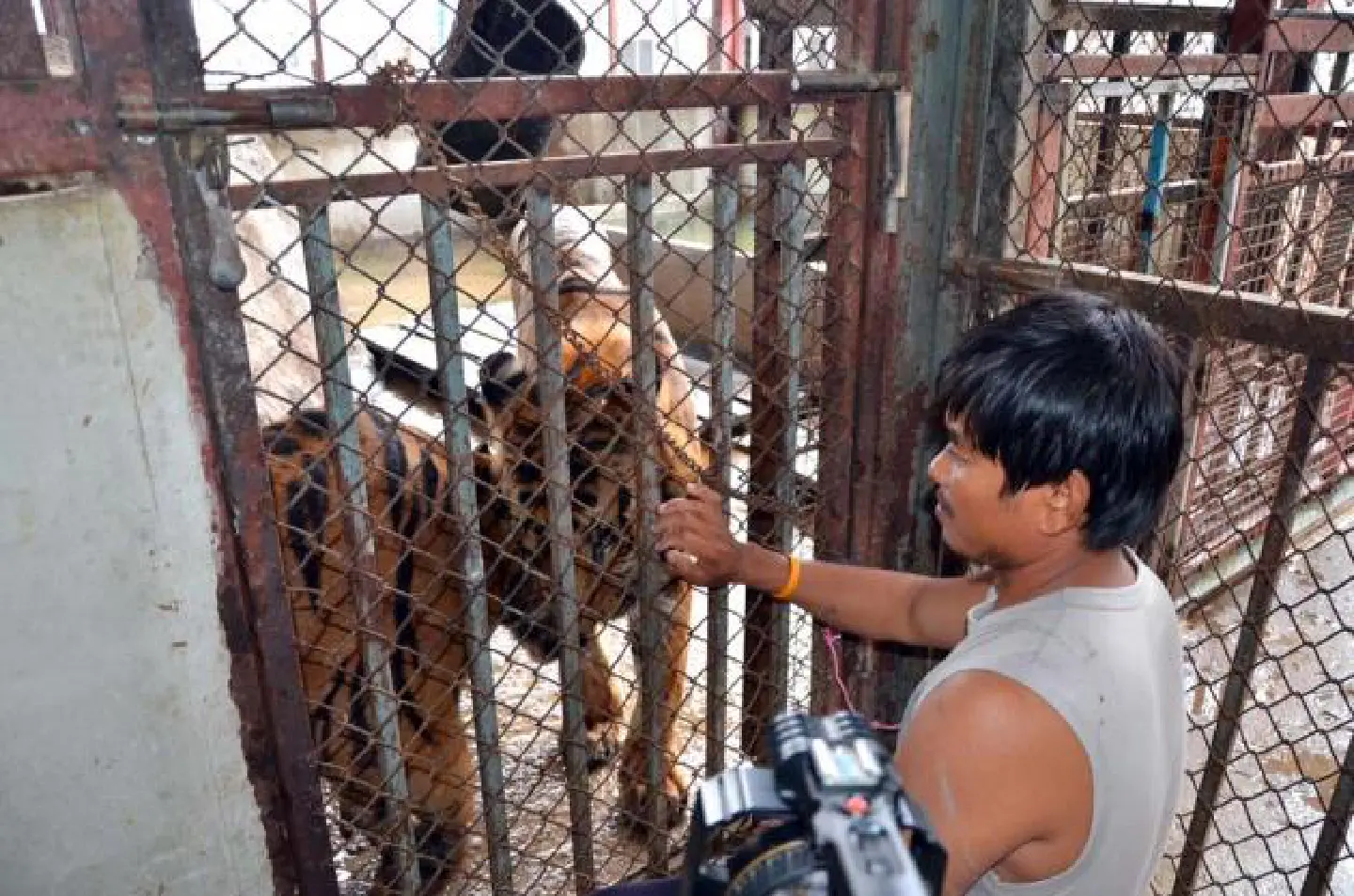 Six tigers found caged on rooftop Six tigers found caged on rooftop