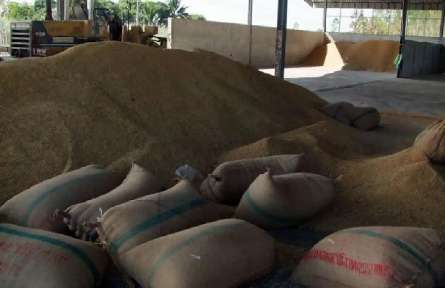 Rice scheme 'good for a few years' Rice scheme 'good for a few years'