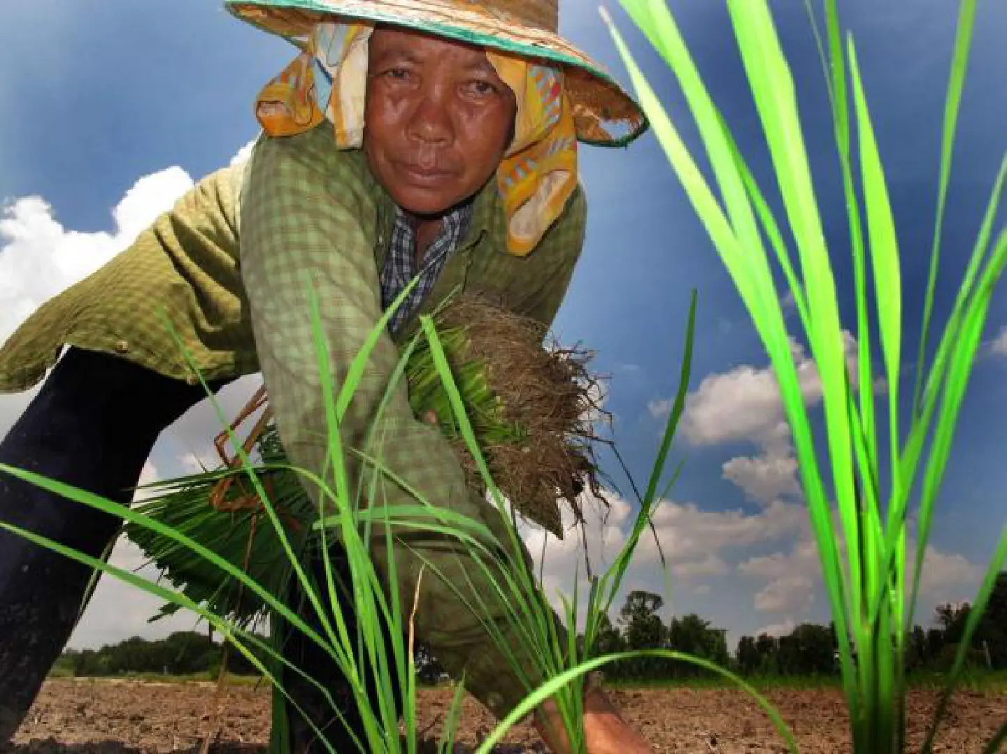 Rice scheme to face graft probe