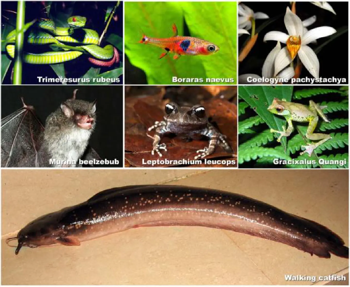 Beelzebub's bat, symbol of a region under threat Beelzebub's bat, symbol of a region under threat