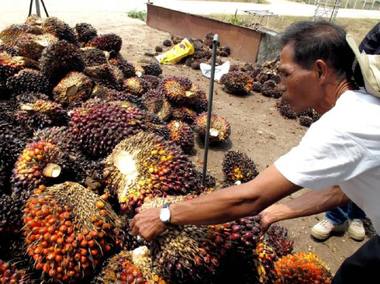 Bt1.3 bn set aside for palm-oil industry Bt1.3 bn set aside for palm-oil industry