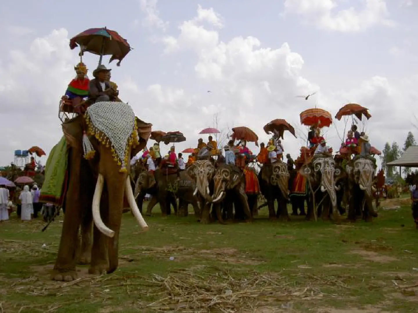 Pow-wows with the pachyderms