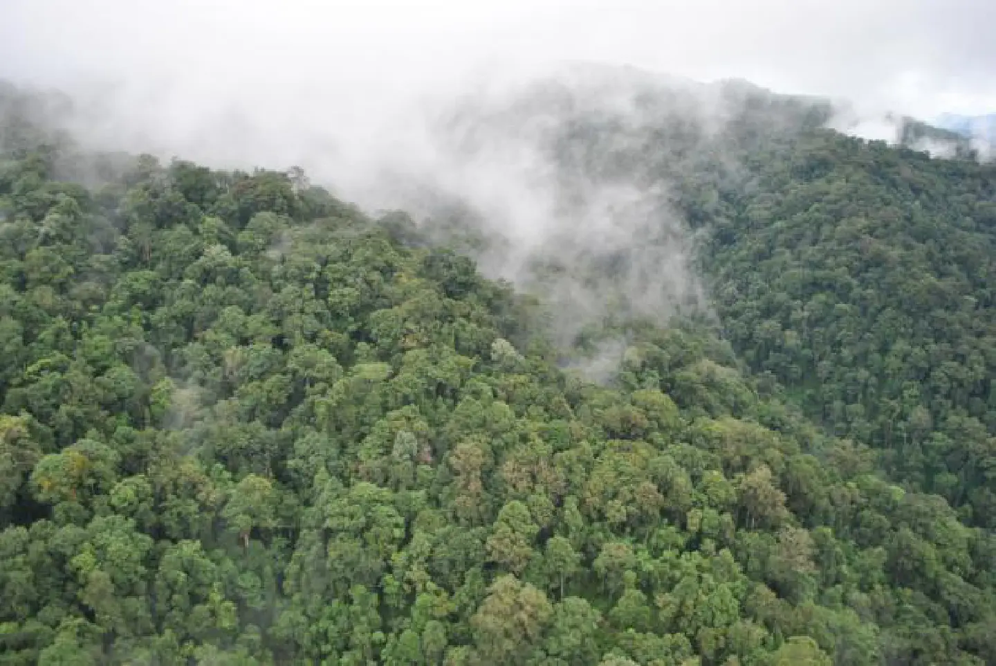 Forest put forward as world heritage site Forest put forward as world heritage site