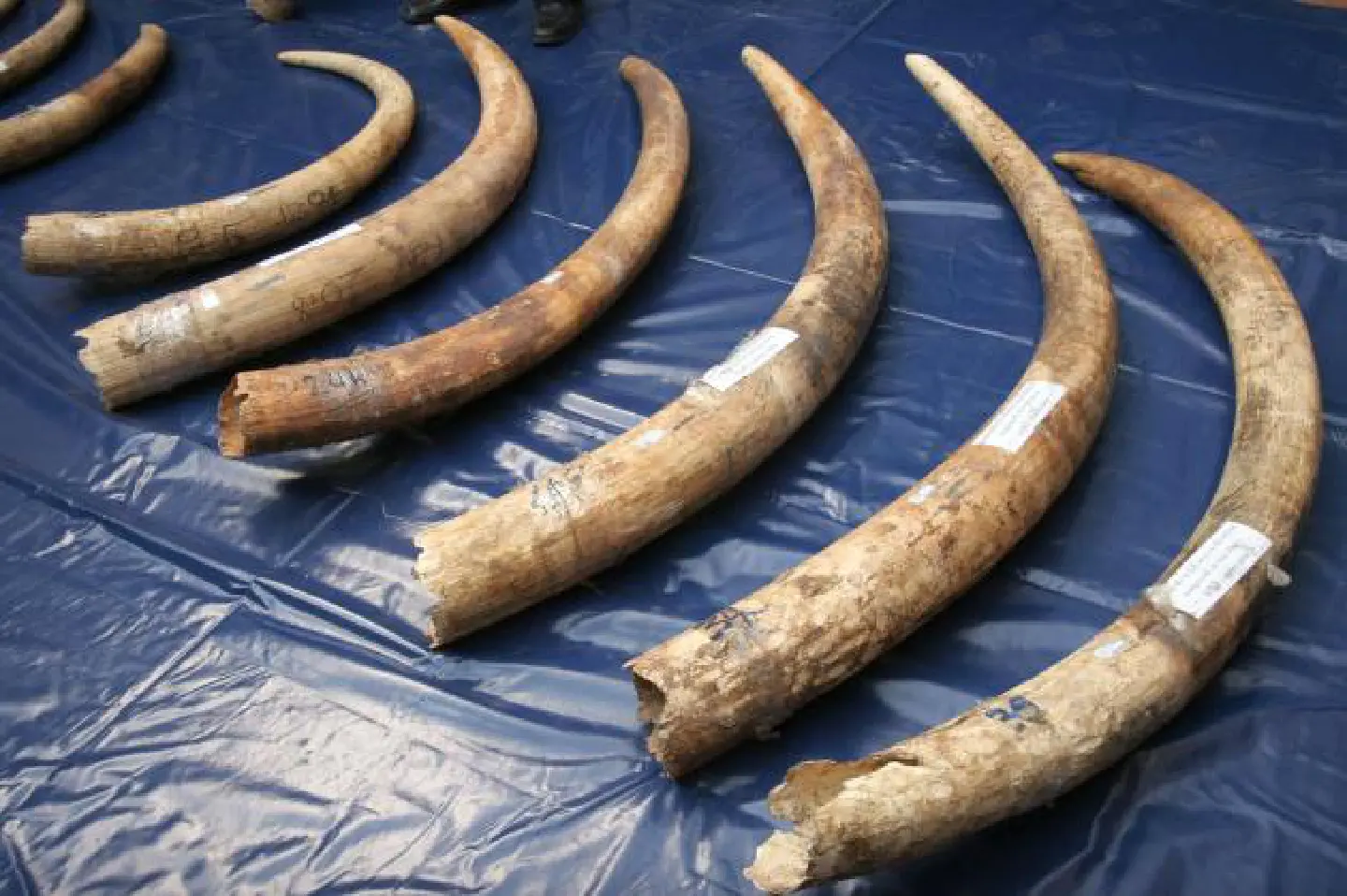 DiCaprio calls on Yingluck to ban ivory trade DiCaprio calls on Yingluck to ban ivory trade