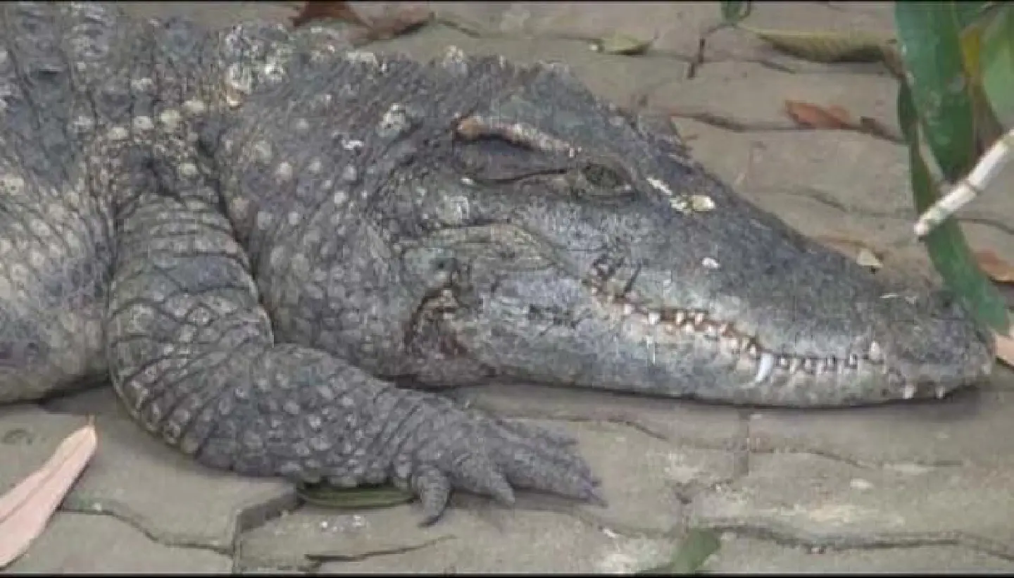 Efforts to protect Thai crocodiles Efforts to protect Thai crocodiles