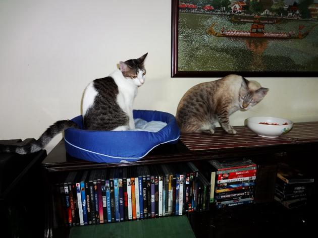 Keeping a flying kitten safe Keeping a flying kitten safe
