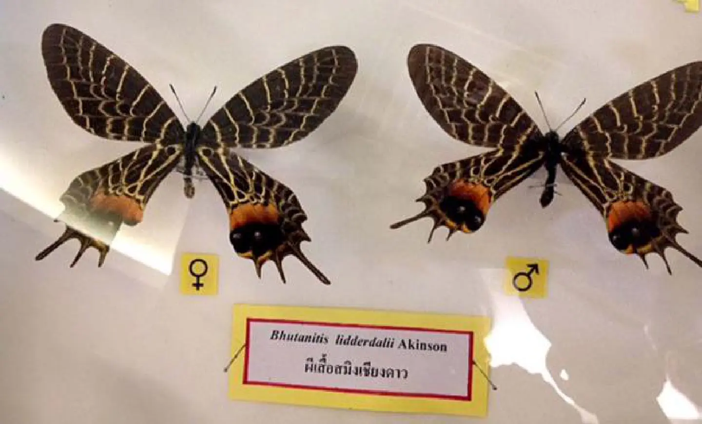 Three Thai butterflies close to extinction Three Thai butterflies close to extinction