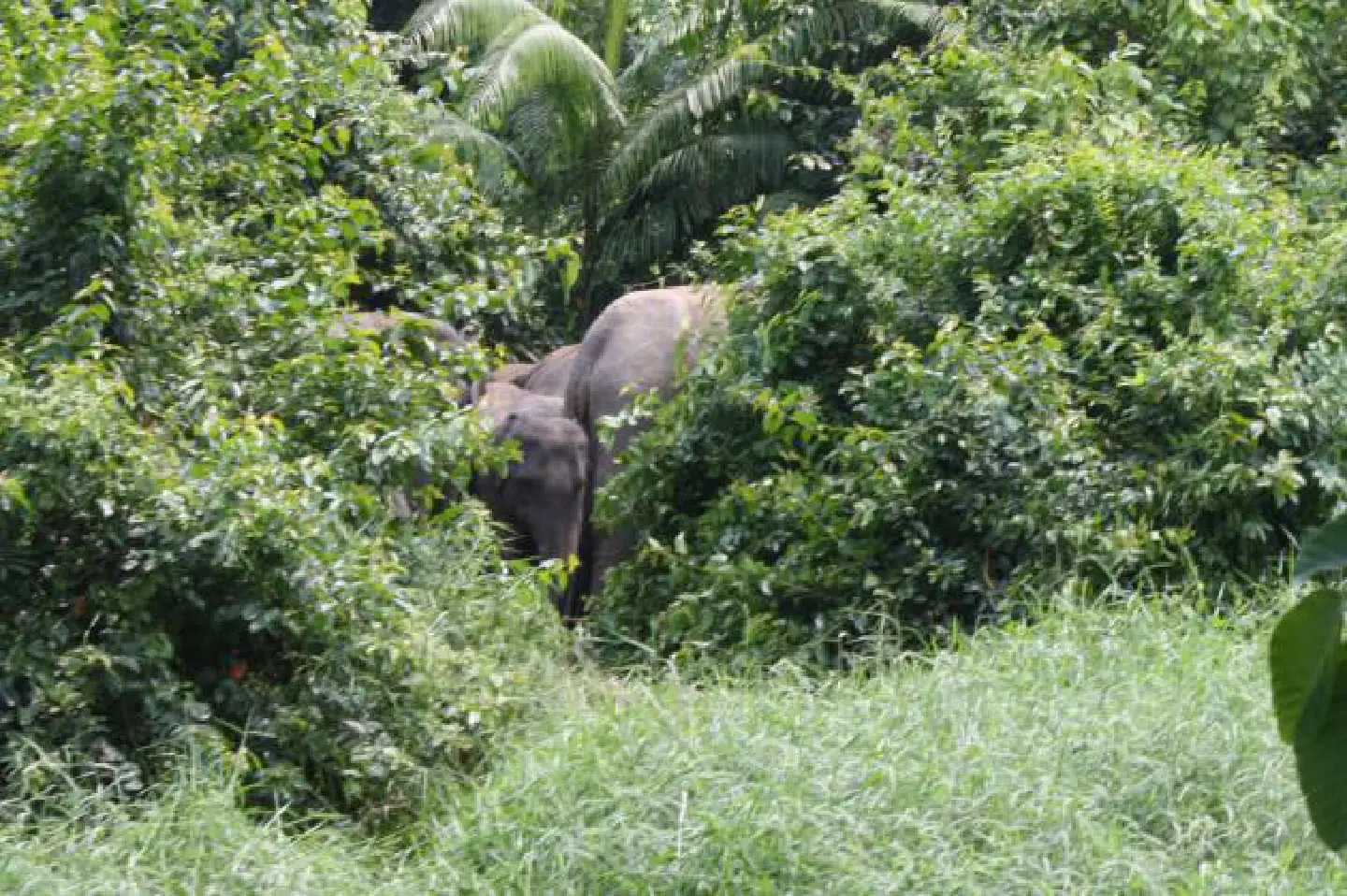 Crime 'gangs shot elephant' Crime 'gangs shot elephant'