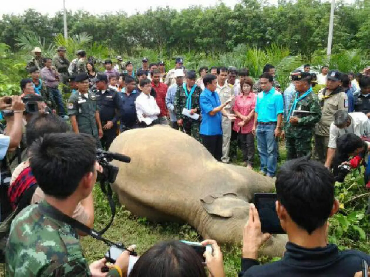 Young elephant dies in fatal electrocution
