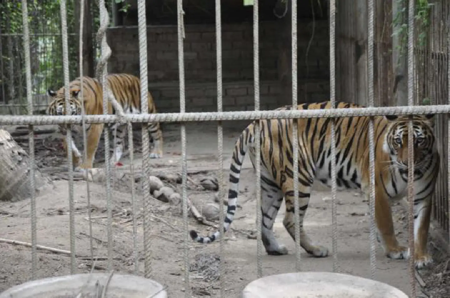Wat's tiger licence OK, say officials Wat's tiger licence OK, say officials