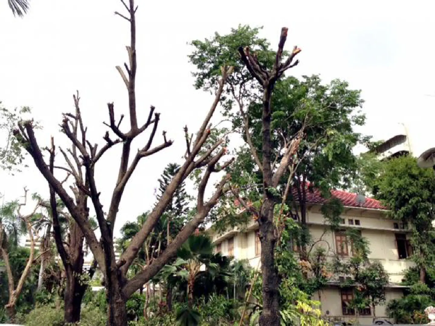 Ministry slammed for pruning project Ministry slammed for pruning project