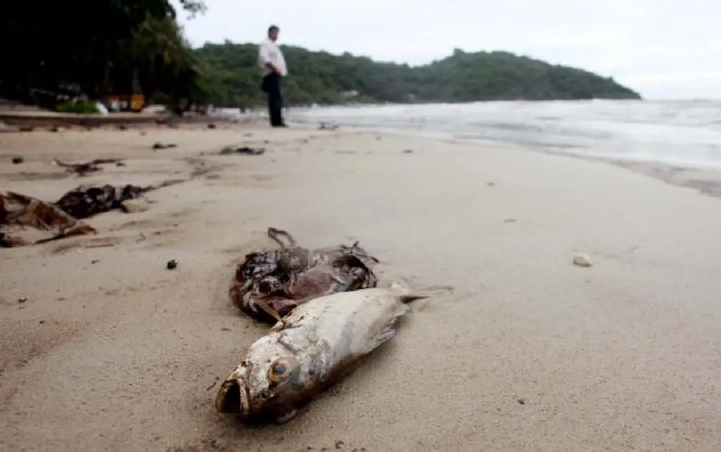 Smell the fish before you eat it, say officials Smell the fish before you eat it, say officials