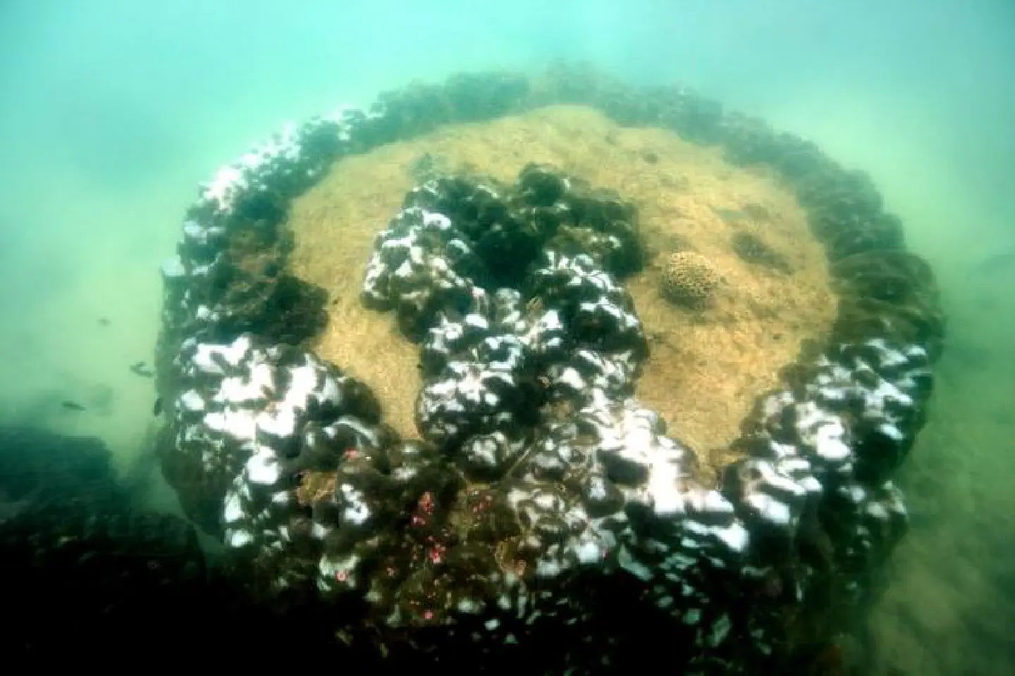 Corals, marine life destroyed in oil-spill areas Corals, marine life destroyed in oil-spill areas