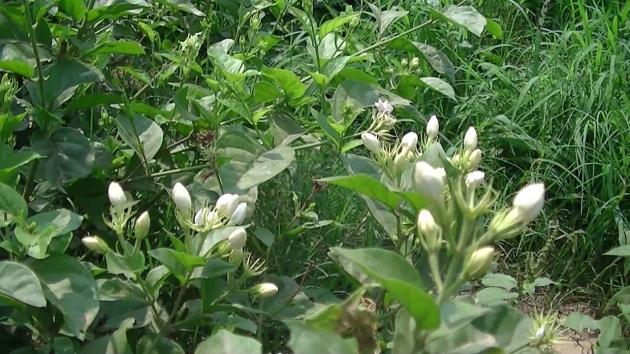 Huge orders for jasmine garlands for mums